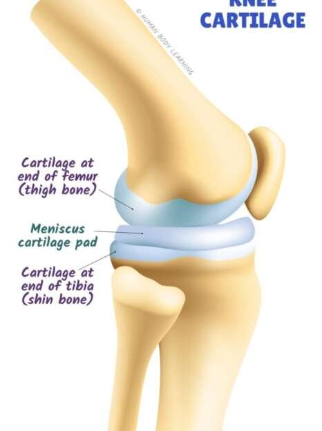 Knee-joint-with-cartilage-683x1024