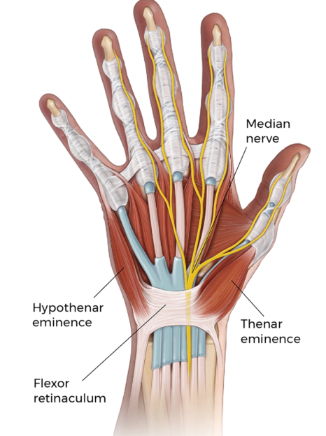 MA_21_FunctionalAnatomy1_PosteriorView_800